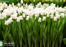 Tulipa White Liberstar ® (2)